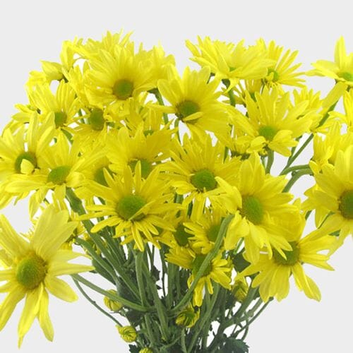 Pompon Daisy Yellow Flowers