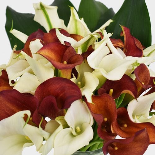 Wholesale flowers prices - buy Mini Calla Lily Wedding Pack in bulk