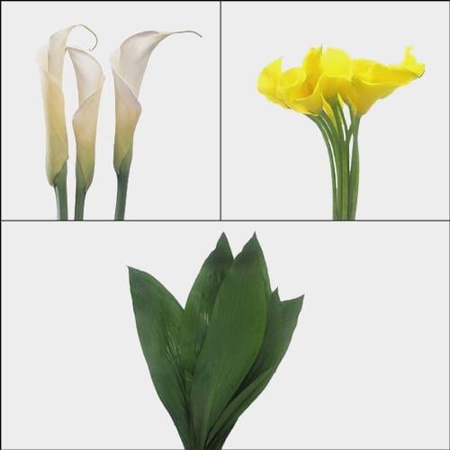Wholesale flowers: Calla Lily DIY Flower Pack