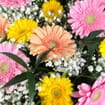 Gerbera Daisy DIY Flower Pack
