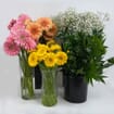Gerbera Daisy DIY Flower Pack