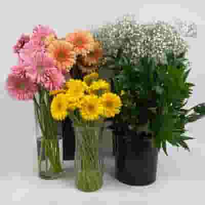 Gerbera Daisy DIY Flower Pack