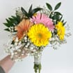 Gerbera Daisy DIY Flower Pack