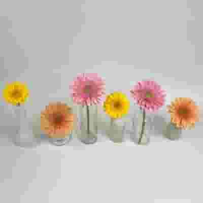 Gerbera Daisy DIY Flower Pack