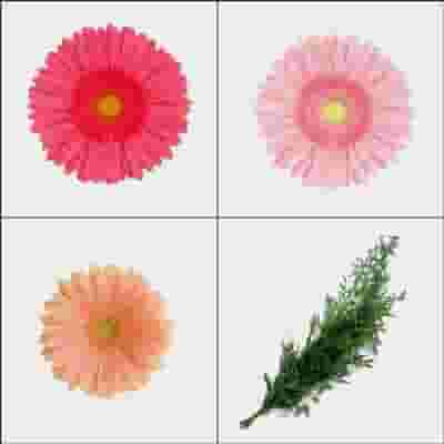 Gerbera Daisy DIY Flower Pack