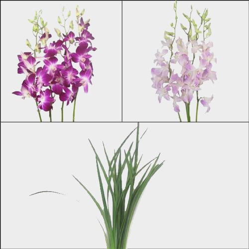 Wholesale flowers prices - buy Submerged Orchid Flower Pack in bulk