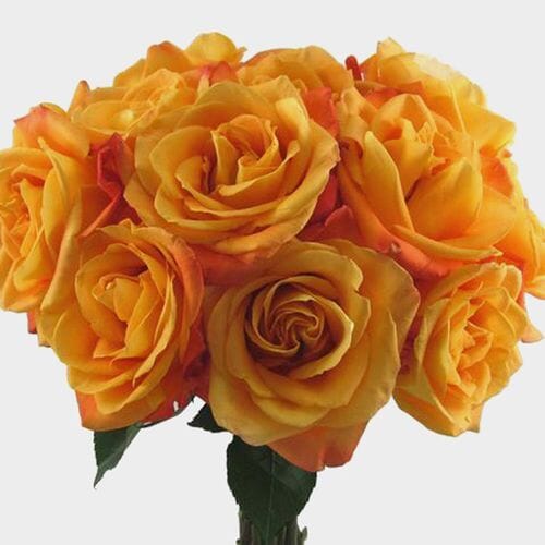 Rose Voodoo Orange 40cm - Wholesale - Blooms By The Box