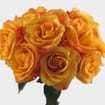 Rose Voodoo Orange 60cm