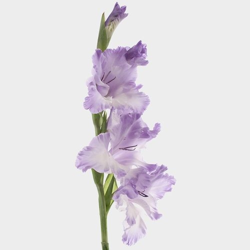 Gladiolus Fancy Lavender Flowers - Wholesale - Blooms By The Box