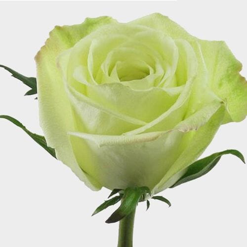 Wholesale flowers prices - buy Rose Green Tea  60 Cm in bulk