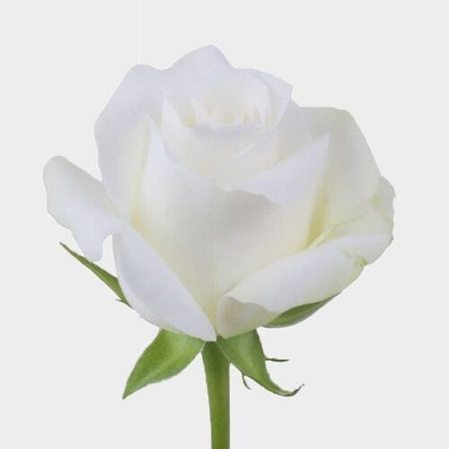Wholesale flowers: Rose Akito White 50 Cm.