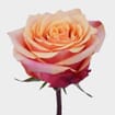 Rose Cherry Brandy 50cm