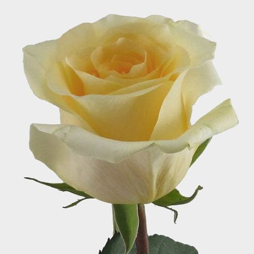 Wholesale flowers prices - buy Rose Creme De La Creme 50cm in bulk