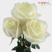 Rose Polar Star White 50 Cm.