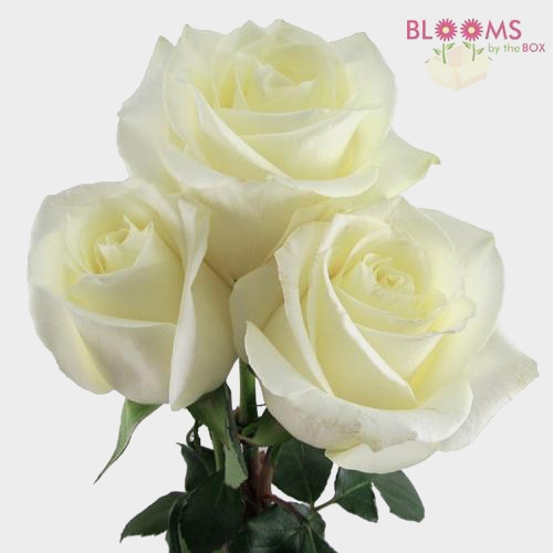 Rose Polar Star White 50 Cm.