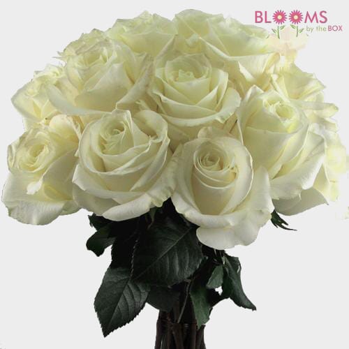 Rose Polar Star White 50 Cm. - Wholesale - Blooms By The Box