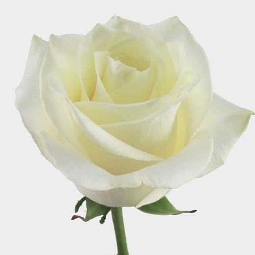 Wholesale flowers prices - buy Rose Polar Star White 50 Cm. in bulk