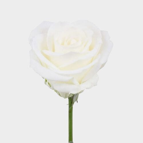 Wholesale flowers prices - buy Rose Tibet White 50cm in bulk