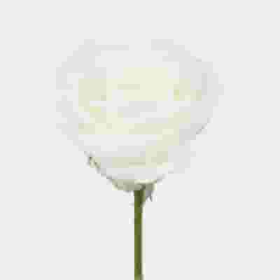 Rose Tibet White 50cm