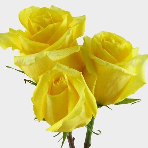 Rose Tara Yellow 50cm - Wholesale - Blooms By The Box