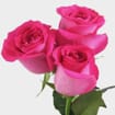 Rose Topaz Hot Pink 40cm