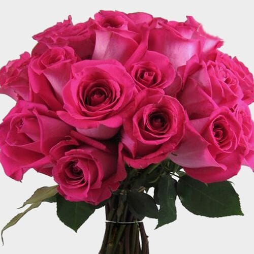 Rose Topaz Hot Pink 40cm - Wholesale - Blooms By The Box