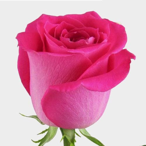 Wholesale flowers prices - buy Rose Topaz Hot Pink 50 Cm. in bulk