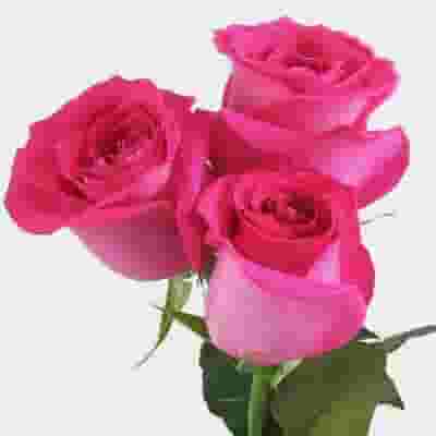 Rose Topaz Hot Pink 50 Cm.