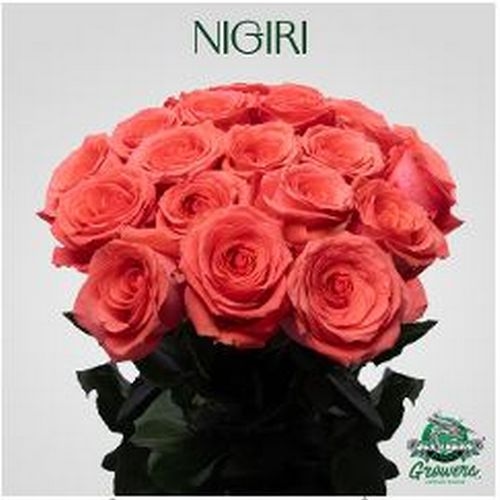 Rose Movie Star Coral Salmon 60 Cm
