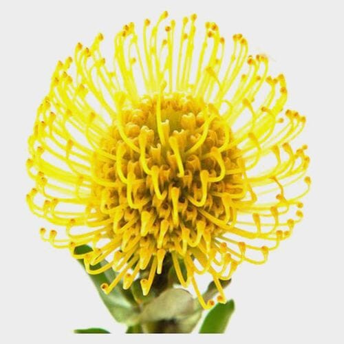 Protea Pincushion Yellow