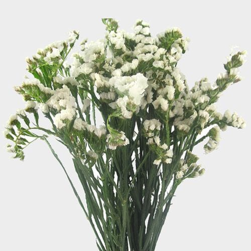 Wholesale flowers prices - buy Statice White Flower in bulk