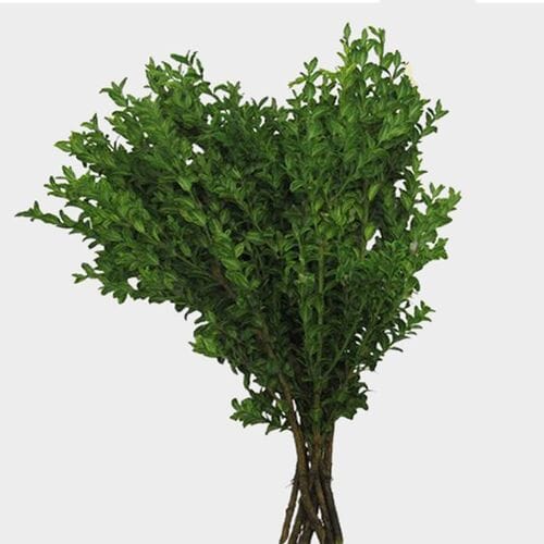 Greenery Bulk Greens Blooms By The Box