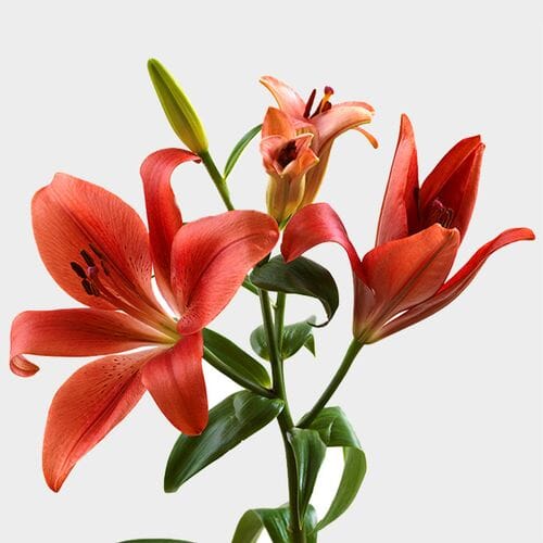 Wholesale flowers prices - buy Lily Red 3-5 Blooms in bulk