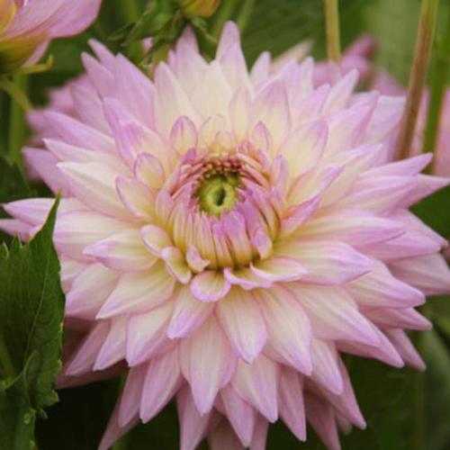 Dahlias 5 Bunch Small Box (50 Stems) - Wholesale - Blooms By The Box