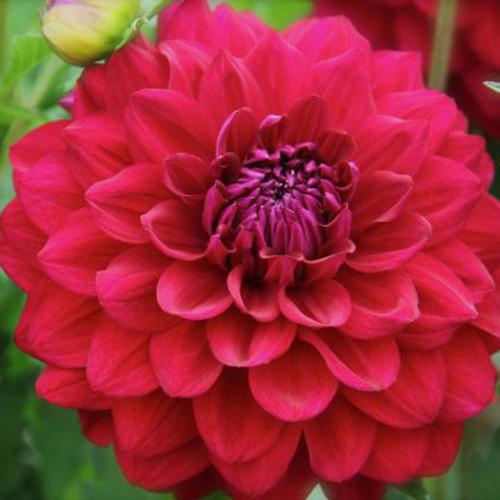 Dahlias 5 Bunch Small Box (50 Stems) Wholesale Blooms By The Box