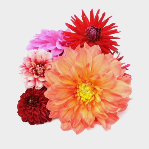 Dahlias Flowers 20 Bunch Large Box 200 Stems