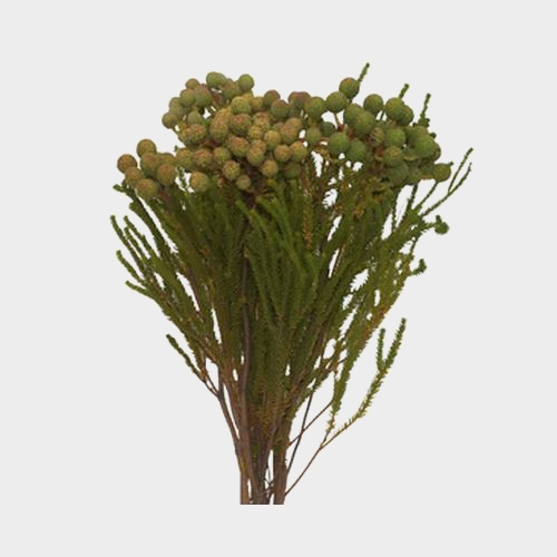 DIY Thanksgiving Flower Pack