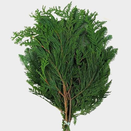 Western Evergreen Bouquets Mixed Bunch