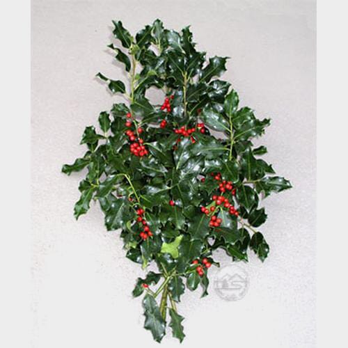 Wholesale flowers: Green Holly Bunch