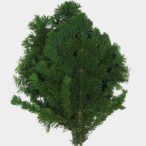 Wholesale flowers prices - buy Silver Fir Bunch in bulk