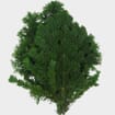 Silver Fir Boughs 25 lb Box