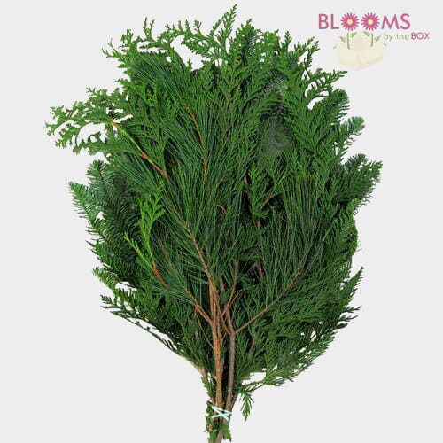 Princess Pine Stems - Bundle of 10