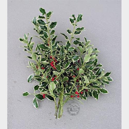 Wholesale flowers prices - buy Variegated Holly 10 lbs Box in bulk