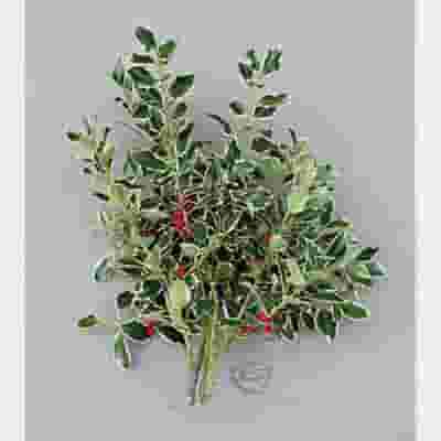 Variegated Holly 10 lbs Box