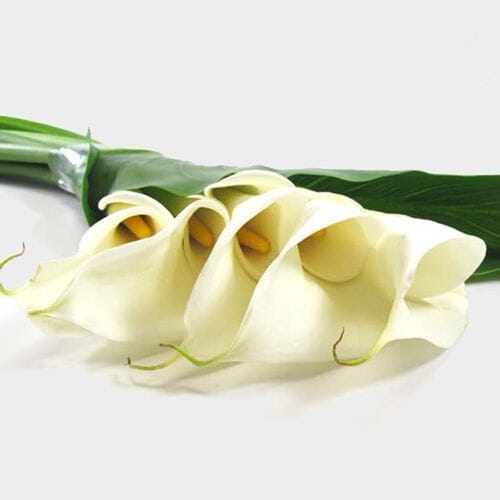 Bulk flowers online - Large White Calla Lily Bouquet