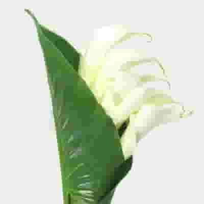 Large White Calla Lily Bouquet
