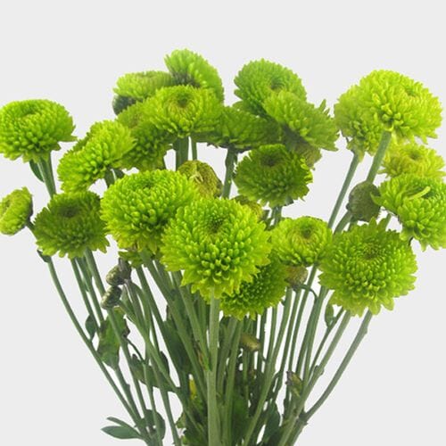 Pompon Button Green Flowers