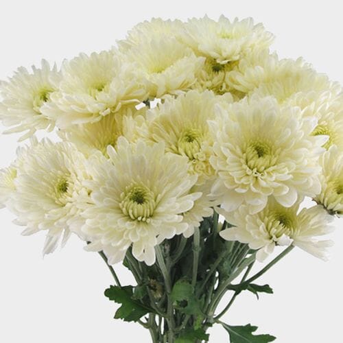 Wholesale flowers prices - buy Cushion Pompon White Flowers in bulk