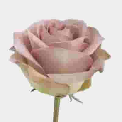 Rose Amnesia 40cm. Bulk