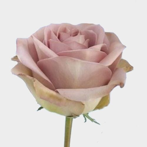 Wholesale flowers prices - buy Rose Amnesia 50 cm. Bulk in bulk